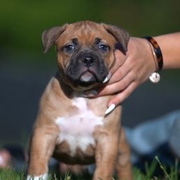 American Bully Puppies from Manuia Kennels