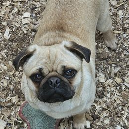 Dolly - Pug