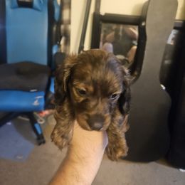 Dachshund Puppies from Pearson Federico