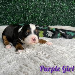 Purple girl - Tri-color female Bernedoodle puppy in Modesto, California from Two Doods Doodles