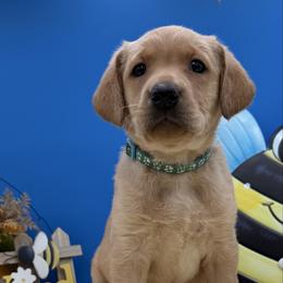 Teal - Yellow female Labrador Retriever puppy in Heath Springs, South Carolina from Rich Hill Retrievers