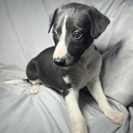Mushu - White and black male Whippet puppy in London, Kentucky from Tigger’s Whippets