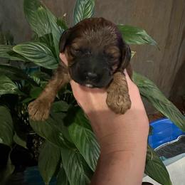 Cockapoo Puppies from Ouachita River Cockapoos