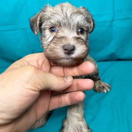 PICASSO - Liver male Miniature Schnauzer puppy in Pisgah, Alabama from Mashburns Little Munchkins