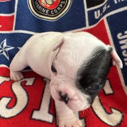 French Bulldog All Grown Up from Pipsters