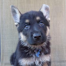 Blue Boy - Black and tan male German Shepherd puppy in La Pine, Oregon from Granville/Diamond Peak German Shepherds