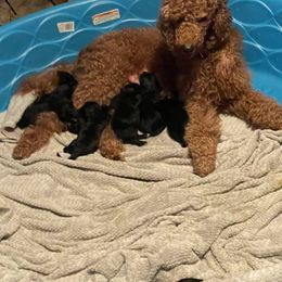 Bernedoodle Puppies from Eva Hutcherson