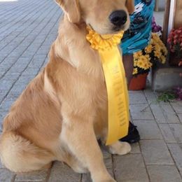 Golden Retrievers from Lynne Briggs