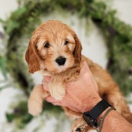 Australian Labradoodle Puppies from Bourbon Rose Australian Labradoodles