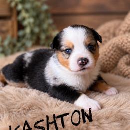 Kashton - Blue merle male Miniature American Shepherd puppy in Sanger, California from Flying M Cactus Ranch Buddies