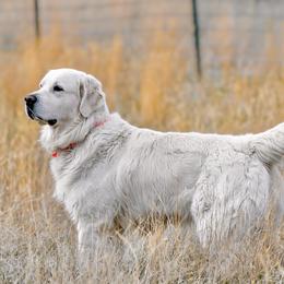 Bear - Golden Retriever