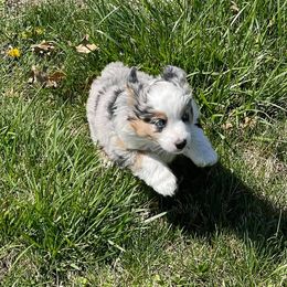 Miniature American Shepherd Puppies from Flying with AKC Mini Aussies