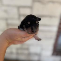 Hank - Piebald male Dachshund puppy in Troup, Texas from East Texas Dachshunds