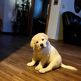 Labrador Retriever Puppies from Fairfax Pines English Labradors