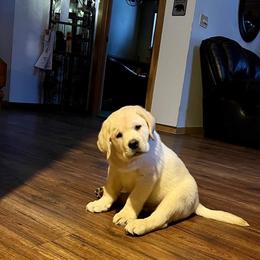 Labrador Retriever Puppies from Fairfax Pines English Labradors