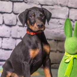 Red boy - Black and rust male Doberman Pinscher puppy in Shelby, North Carolina from IronBee Dobermans