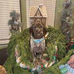 Light blue female - Liver roan female German Shorthaired Pointer puppy in Osawatomie, Kansas from Doyle’s GSP