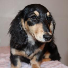 Meadow - Dachshund
