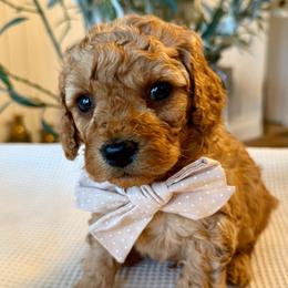 Wyatt - male Cavapoochon puppy in Lucas, Ohio from Apricot Lane Puppy