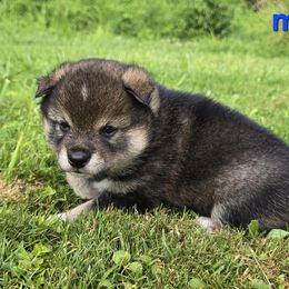 Sesame boy - Sesame male Shiba Inu puppy in Middlefield, Ohio from Muddy Rock Farm