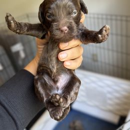 Theodore - Brown male Cockapoo puppy in Danielsville, Georgia from Meg's Doodles and Poodles