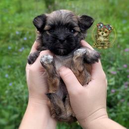 Anchor - Gold male Morkie puppy in Barren Springs, Virginia from Seeking Shalom Acres Maltese, Maltipoos & Havamalts