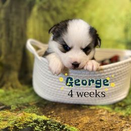 George - Gray and white male Pomsky puppy in Winston, Oregon from Arctic Tails Spitz