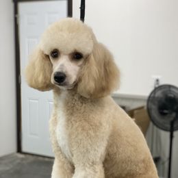 Phoebe - Poodle
