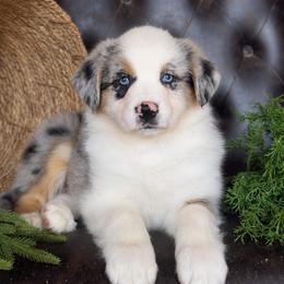 Coby- Has Tail and Videos - Blue merle male Australian Shepherd puppy in Troy, South Carolina from Lana Corley- Australian Shepherds of 3/W Farms