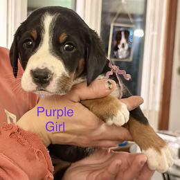 Purple girl - Black, white and red female Greater Swiss Mountain Dog puppy in Knoxville, Maryland from Dahlgren Swissys