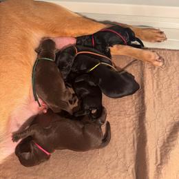 2nd Pick Black Female - Black female Labrador Retriever puppy in Winchester, Kentucky from Bourbon Country Retrievers
