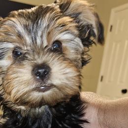 Yorkshire Terriers from PB Legacy Yorkies