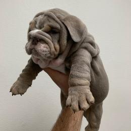 Canelo - Fawn and white male Bulldog puppy in California from Pawsh Poms
