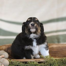 Miniature Australian Shepherd Puppies from ELVF Mini Aussies