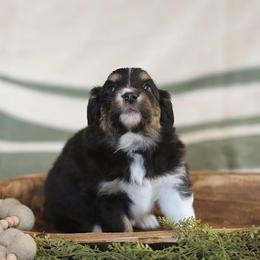Miniature Australian Shepherd Puppies from ELVF Mini Aussies