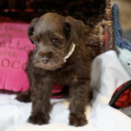 Mr. Grey - Liver male Miniature Schnauzer puppy in Pensacola, Florida from Reservoir Dogs