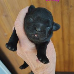 Mindy - Black female Shih Tzu puppy in Palmyra, New York from Karen's Tzus of Palmyra-Macedon