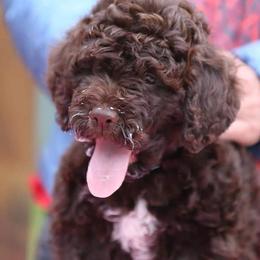 Lagotto Romagnolo puppies from Almar Lagotto