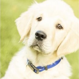 "Baby Huckaby" Golden Retriever Puppies from Huckaby’s English Golden Retrievers