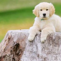 Golden Retriever Puppies from 2 Rivers Goldens