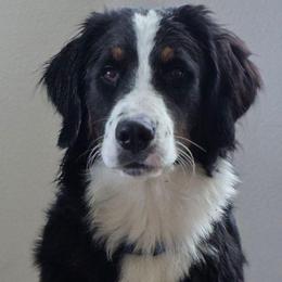 Duke - Bernedoodle
