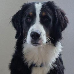 Duke - Bernedoodle