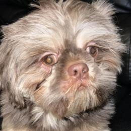 Giz - Shih Tzu