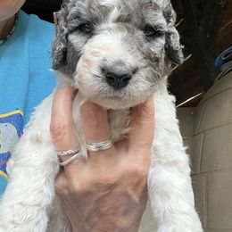 Labradoodle Puppies from Bear Creek Labradoodles