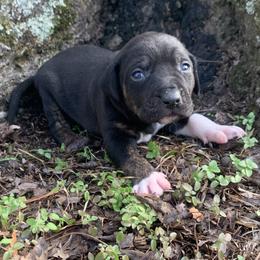 Girl 4 - Black female Catahoula Leopard Dog puppy in Gadsden, Alabama from Rich Cat’s