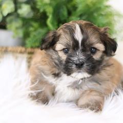 Maltipoo, Shichon, and Shihpoo Puppies from Timbercreek Puppies