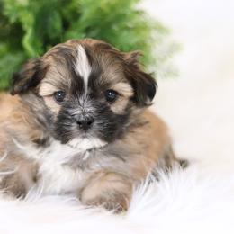 Maltipoo, Shichon, and Shihpoo Puppies from Timbercreek Puppies