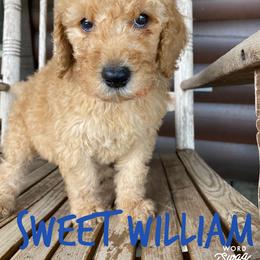 Goldendoodle Puppies from Bear Ridge Doodles