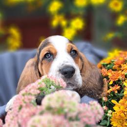 Basset Hound and Beagle Puppies from Orange Mountain Basset Hounds & Beagles