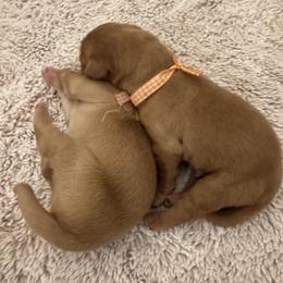 Orange Boy - Dark golden male Golden Retriever puppy in Shingle Springs, California from Sun Ridge Goldens